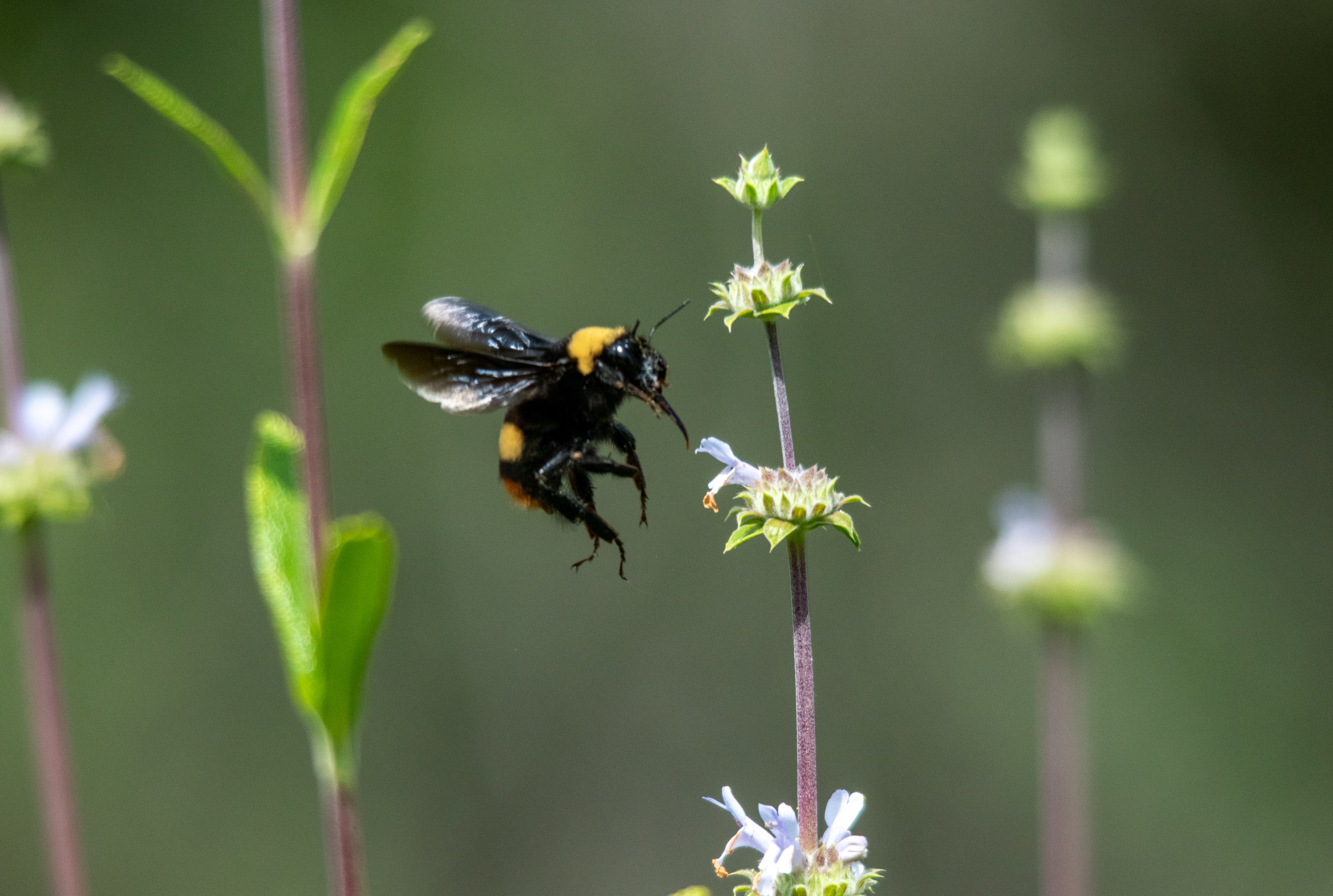 Closeup of yellow and black bee hovering over a flower